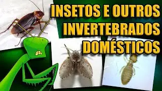 Insetos e Outros Invertebrados Frequentemente Encontrados em Residências