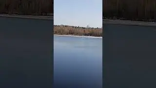 Крпинск.Лебеди.20 апреля