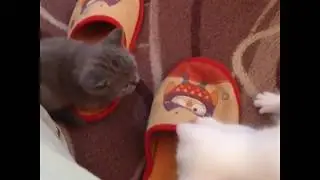маленькая повторюшка