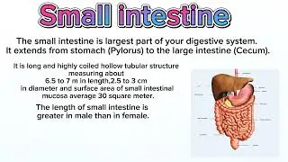 Small intestine function and parts , DUODENUM function, jejunum function, ileum parts and functions