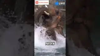 Elefantes excelentes nadadores #viral #curiosidades #education #animals #shorts
