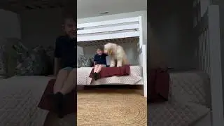A bunk bed and a dog? Life is good! #kidsfun #kidsbed #dogshorts #bunkbed #kidsroom #trending