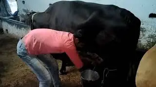 खतरनाक गाय का दूध निकालना milking dangerous cow