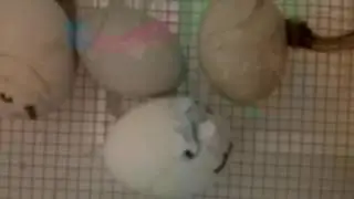 Live video