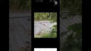 viral!!tertangkap CCTV CURANG