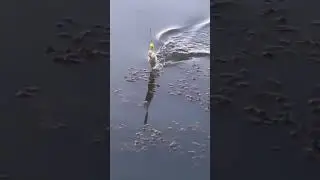 первая щука