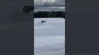 Северный лес 2023 пролог