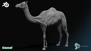Camel Anatomy Sculpting In Blender (Base #1)