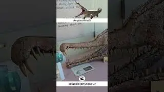 Angistorhinus: Triassic Phytosaur on Display
