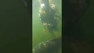 Spearfishing MASSIVE INVASIVE CARP 