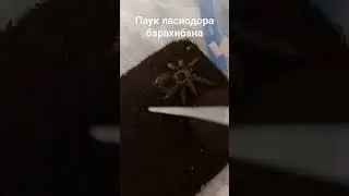 паук птицеед