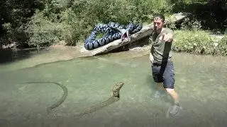 Le innocue e puzzolenti BISCE D'ACQUA!