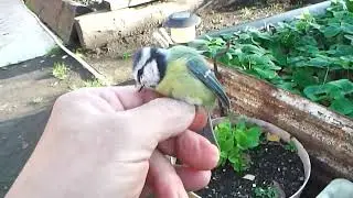 Тёплая погода.  Пролёта птицы нет.