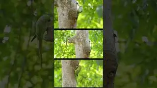 Rose ringed parakeet chicks and nest |  Wildlife photography | Birdman | #shorts #vairalshort