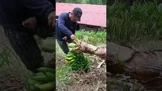 gaja de bananos .#enelrancho#plastanos#