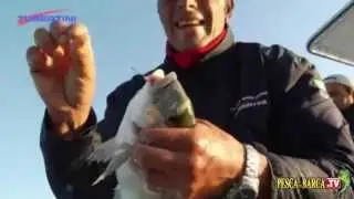 Marco Volpi spiega come pescare le orate (completo)