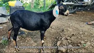Magkano ang F2 Anglo-nubian buckling? Presyo ng nabentang kambing