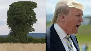 Иммиграция в США в виде дерева