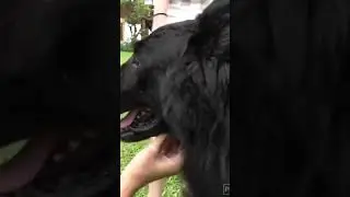 Mulus Banget Bulunya Herder Hitam