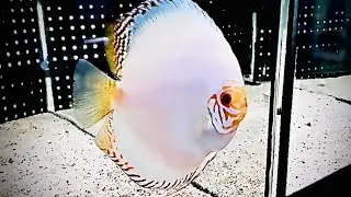 Albino platinum, albino white butterfly, blue snakeskin and blue diamond. Chen’s discus