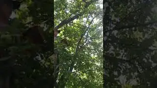 Яблоки