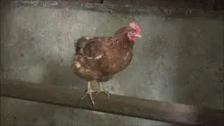 Getting Our Hens to the Higher Perch