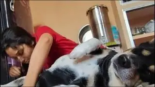 A Chill Time with My Dog Shinchan 🐶 | Funny Moments 😄