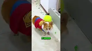 This Dog Has 200IQ For Chocolate! 😱🍫