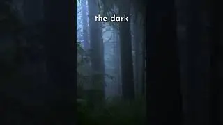 Mysterious Creature in the Woods? 