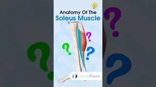 Soleus Muscle Anatomy 