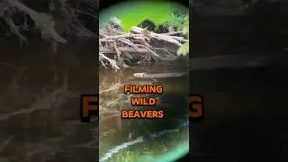 Perfect Shot: How to Film Hard Working Beavers 🦫 in the Wild!