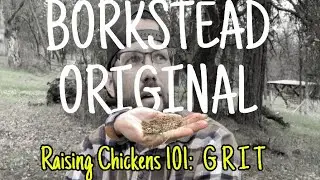 Raising Chickens 101: Harvesting GRIT From Our Creek Bed