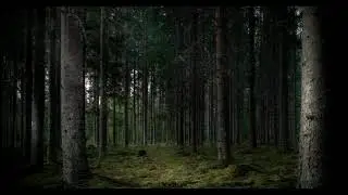 Девственный лес