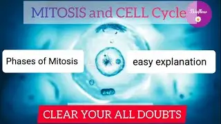 mitosis and meiosis class 10 | Cell Cycle | Cytokinesis (Explanation & Animation ( In Hindi )