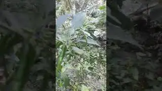 আমাদের এলাকায মরিচ বলা হয় আপনার এলাকায় কি বলে