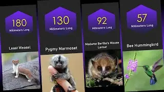 Top 20 Most Smallest Animals In The World | Data Xpress