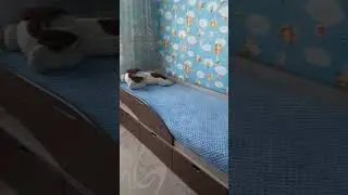 Сшила покрывала на детские кровати из плюша. #шью_сама #шьюдома #шьюназаказ #шитье_своими_руками