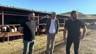 KIRŞEHİR KAMANA DANALAR HAYIRLI OLSUN