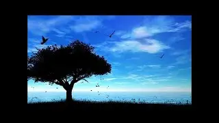 Shardad Rohani 15首 钢琴曲 轻音乐 Piano Music