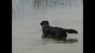 Другие приключения Шурика