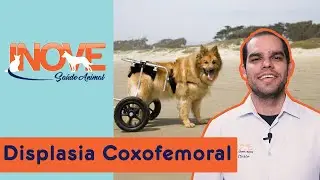 Seu PET está mancando? Pode ser Displasia Coxofemoral - Inove Saúde animal