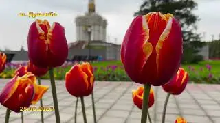 Гулҳои Душанбе #10 / nature of tajikistan