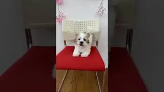 ペットショップ 犬の家 小田原店 「ハーフ犬（マルチーズ×パピヨン）」「111447」