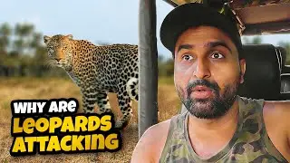 Why Leopards Are Attacking Villages in India 🐆🇮🇳 | What I Learned in Sri Lanka
