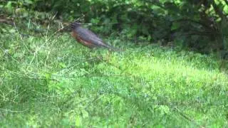 Spring Robin