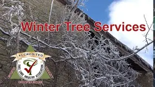 Wintertime is the best time for pruning trees