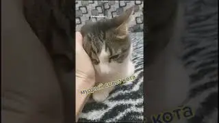 Мудрый совет #советы #коты