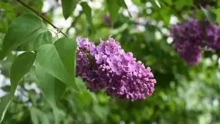 СИРЕНЬ ЛИЛОВАЯ Футаж