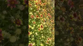 Relaxing and calming walk in nature