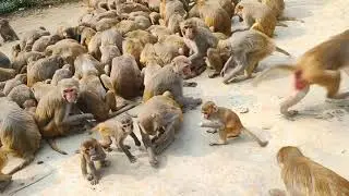Monkey Feeding Video | Monkey | Wild Monkeys | Wildlife